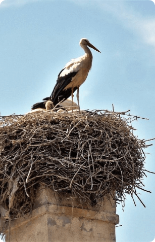 Nest Removal Services