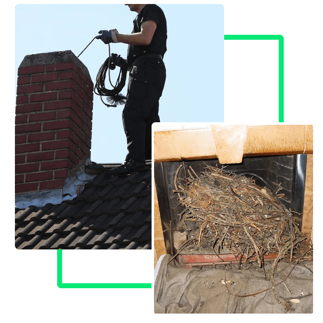 Nest Removal Services