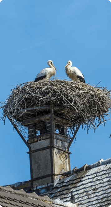 Nest Removal Services