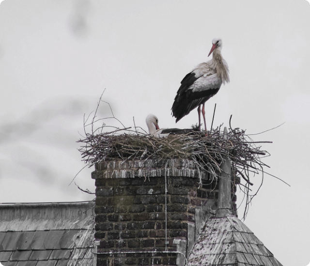 Nest Removal Services